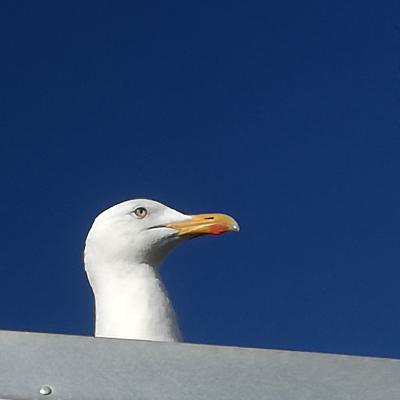 100lsnha 1 Img 20170618 183437 Flipxaxis Flipxaxis Flipyaxis Cut